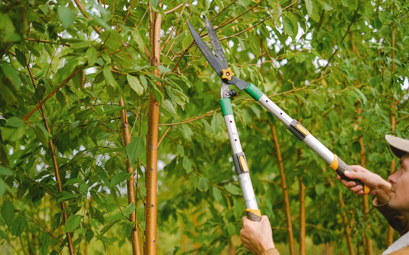 Tree trimming in Del Valle, TX